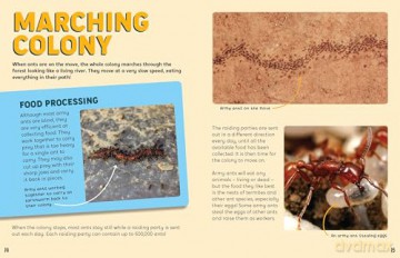 Discovering Insects: An Army of Ants [KSIĄŻKA]