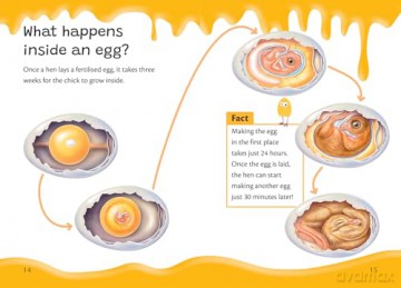 Eggs Everywhere!: Fluency 6 [KSIĄŻKA]