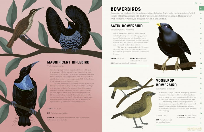 Encyclopedia of Birds [KSIĄŻKA]