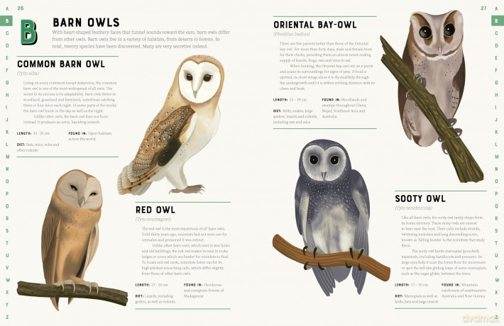 Encyclopedia of Birds [KSIĄŻKA]