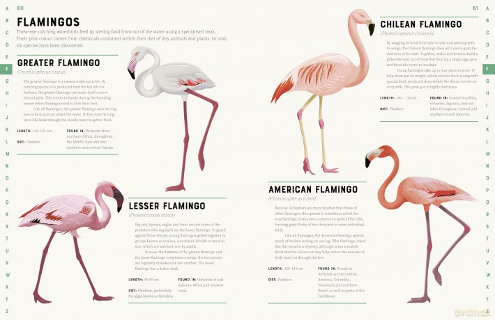 Encyclopedia of Birds [KSIĄŻKA]
