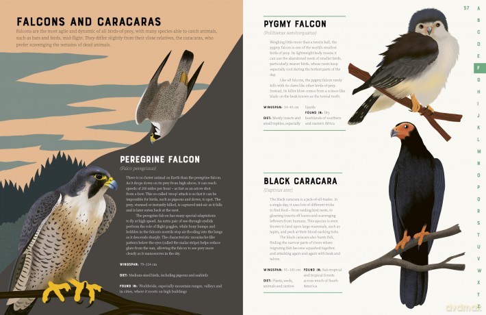Encyclopedia of Birds [KSIĄŻKA]