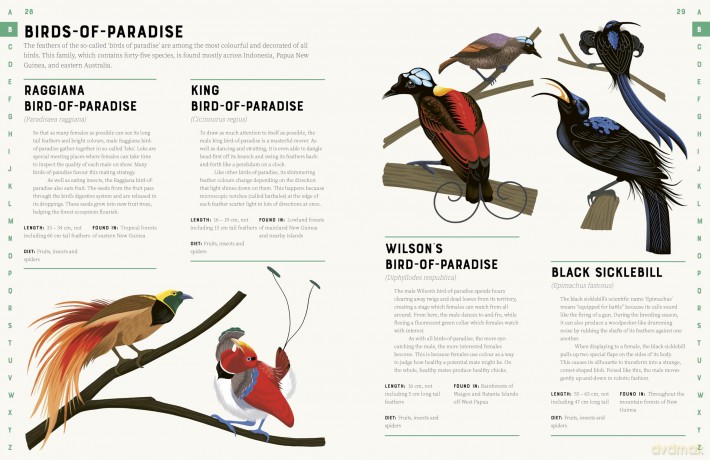 Encyclopedia of Birds [KSIĄŻKA]