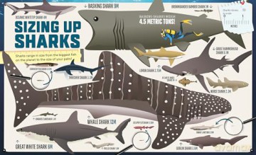 Factology: Sharks: Open Up a World of Information! [KSIĄŻKA]