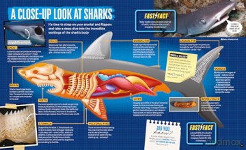Factology: Sharks: Open Up a World of Information! [KSIĄŻKA]