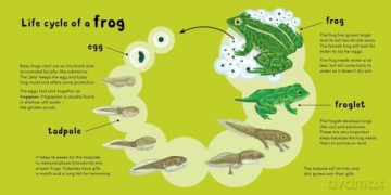 Frog [KSIĄŻKA]