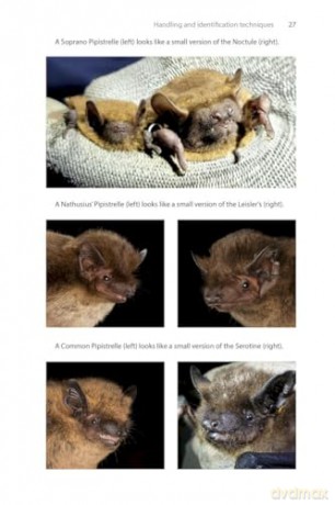 Identifying Bats of Britain and Ireland: A Field Worker's Guide [KSIĄŻKA]