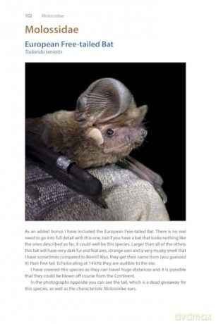 Identifying Bats of Britain and Ireland: A Field Worker's Guide [KSIĄŻKA]