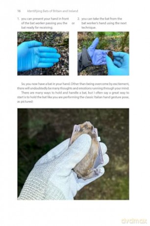 Identifying Bats of Britain and Ireland: A Field Worker's Guide [KSIĄŻKA]