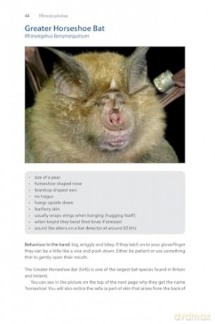 Identifying Bats of Britain and Ireland: A Field Worker's Guide [KSIĄŻKA]