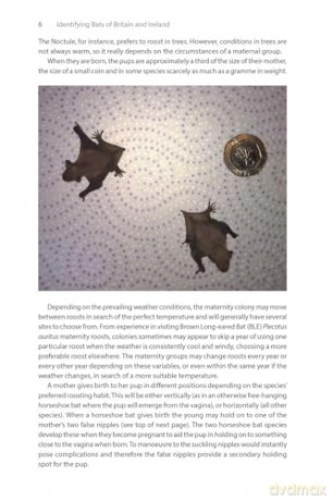 Identifying Bats of Britain and Ireland: A Field Worker's Guide [KSIĄŻKA]
