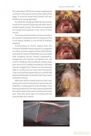 Identifying Bats of Britain and Ireland: A Field Worker's Guide [KSIĄŻKA]