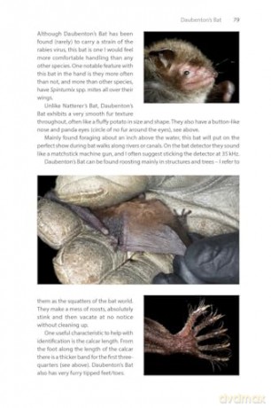 Identifying Bats of Britain and Ireland: A Field Worker's Guide [KSIĄŻKA]