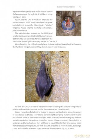 Identifying Bats of Britain and Ireland: A Field Worker's Guide [KSIĄŻKA]