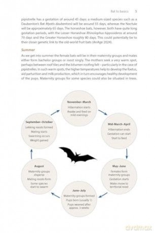Identifying Bats of Britain and Ireland: A Field Worker's Guide [KSIĄŻKA]