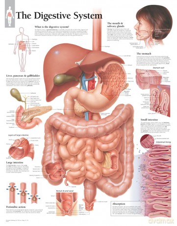 Illustrated Portfolio of Human Anatomy and Pathology: The Definitive Collection of 30 Anatomical Charts of the Human Body [KSIĄŻKA]