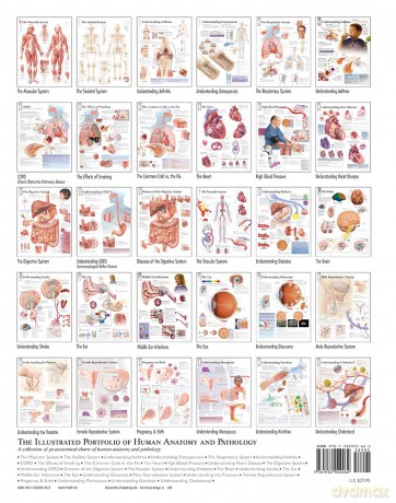 Illustrated Portfolio of Human Anatomy and Pathology: The Definitive Collection of 30 Anatomical Charts of the Human Body [KSIĄŻKA]