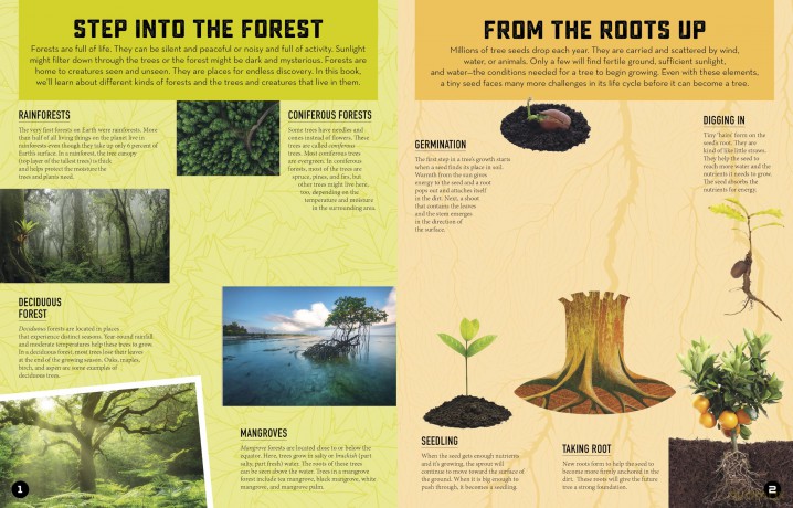Inside Out Forest: Discover Nature's Most Dynamic Ecosystems [KSIĄŻKA]