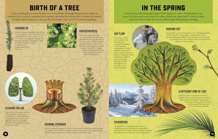 Inside Out Forest: Discover Nature's Most Dynamic Ecosystems [KSIĄŻKA]