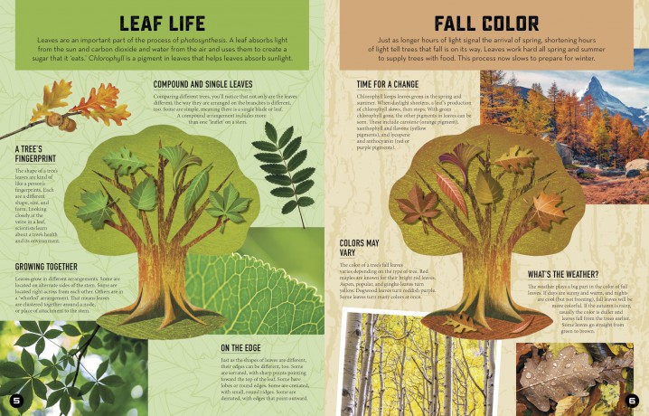 Inside Out Forest: Discover Nature's Most Dynamic Ecosystems [KSIĄŻKA]