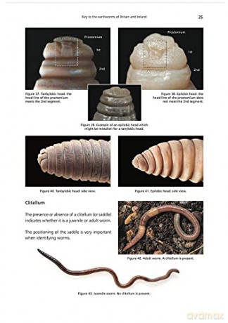 Key to the Earthworms of the UK and Ireland [KSIĄŻKA]