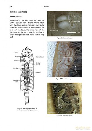 Key to the Earthworms of the UK and Ireland [KSIĄŻKA]