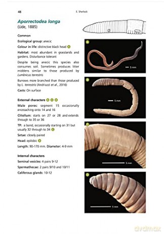 Key to the Earthworms of the UK and Ireland [KSIĄŻKA]