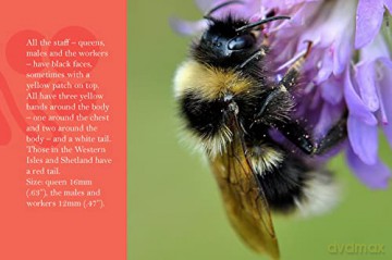 Know Your Bees [KSIĄŻKA]
