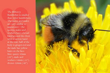 Know Your Bees [KSIĄŻKA]