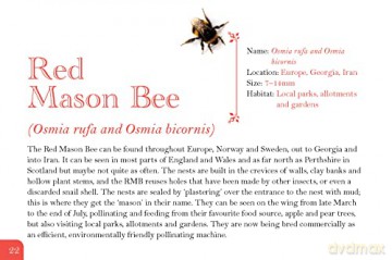 Know Your Bees [KSIĄŻKA]