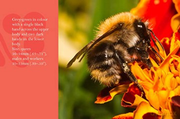 Know Your Bees [KSIĄŻKA]