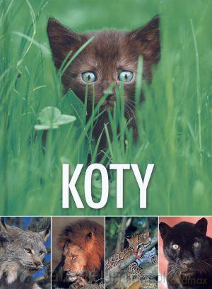 Koty [KSIĄŻKA]