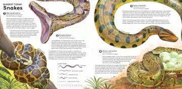 MEGA: The Most Enormous Animals Ever [KSIĄŻKA]