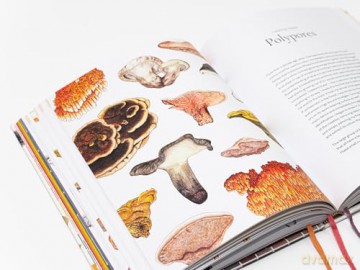 Mushroom Color Atlas: A Guide to Dyes and Pigments Made from Fungi [KSIĄŻKA]