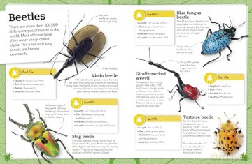 My Book of Bugs: A Fact-Filled Guide to the Insect World [KSIĄŻKA]