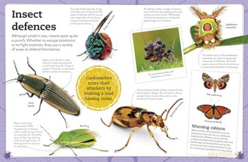 My Book of Bugs: A Fact-Filled Guide to the Insect World [KSIĄŻKA]