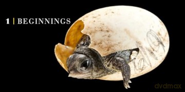 National Geographic Photo Ark Babies: Growing Up in the Animal World [KSIĄŻKA]
