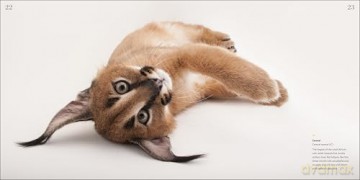 National Geographic Photo Ark Babies: Growing Up in the Animal World [KSIĄŻKA]