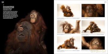 National Geographic Photo Ark Babies: Growing Up in the Animal World [KSIĄŻKA]