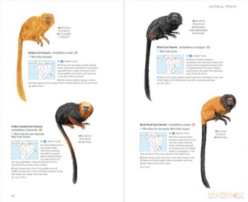 Neotropical primates [KSIĄŻKA]