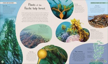 Ocean: Dive in and Discover the World Beneath the Waves [KSIĄŻKA]