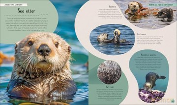 Ocean: Dive in and Discover the World Beneath the Waves [KSIĄŻKA]