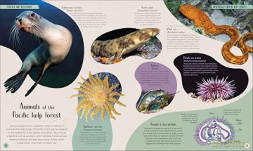 Ocean: Dive in and Discover the World Beneath the Waves [KSIĄŻKA]