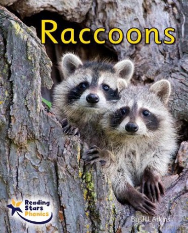Raccoons: Phase 4 [KSIĄŻKA]