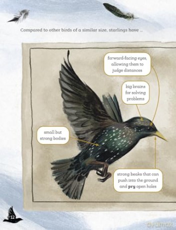 Readerful Y5/P6: Sky Dancers: The Story Of An Introduced Species [KSIĄŻKA]