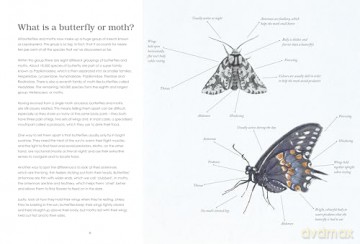 Sensational Butterflies: A journey into the enchanting and vibrant world of butterflies [KSIĄŻKA]