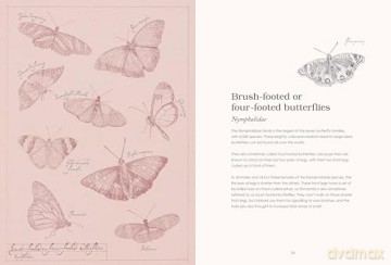 Sensational Butterflies: A journey into the enchanting and vibrant world of butterflies [KSIĄŻKA]