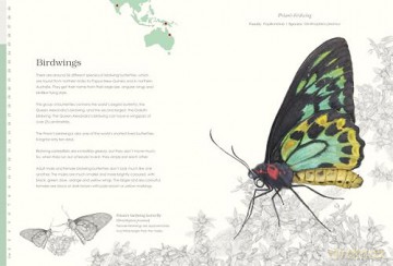 Sensational Butterflies: A journey into the enchanting and vibrant world of butterflies [KSIĄŻKA]