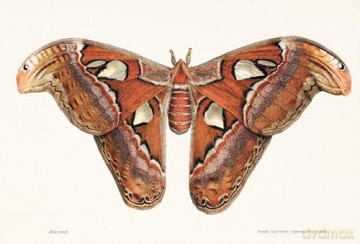 Sensational Butterflies: A journey into the enchanting and vibrant world of butterflies [KSIĄŻKA]