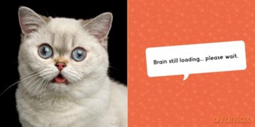 Silly Cats: A Ridiculous Collection of the World's Goofiest Cats and Most Relatable Memes [KSIĄŻKA]